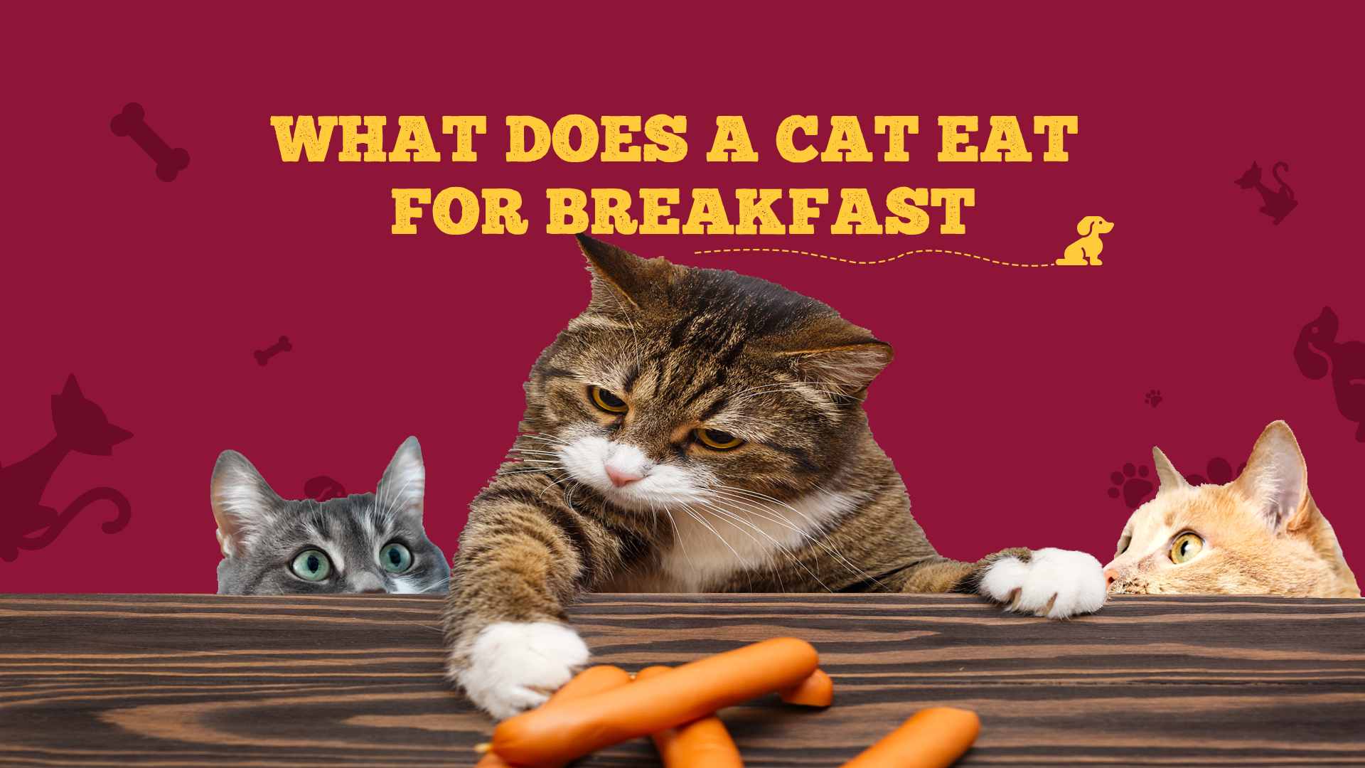 what does a cat eat for breakfast