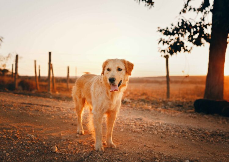 Golden Retriever diseases and health