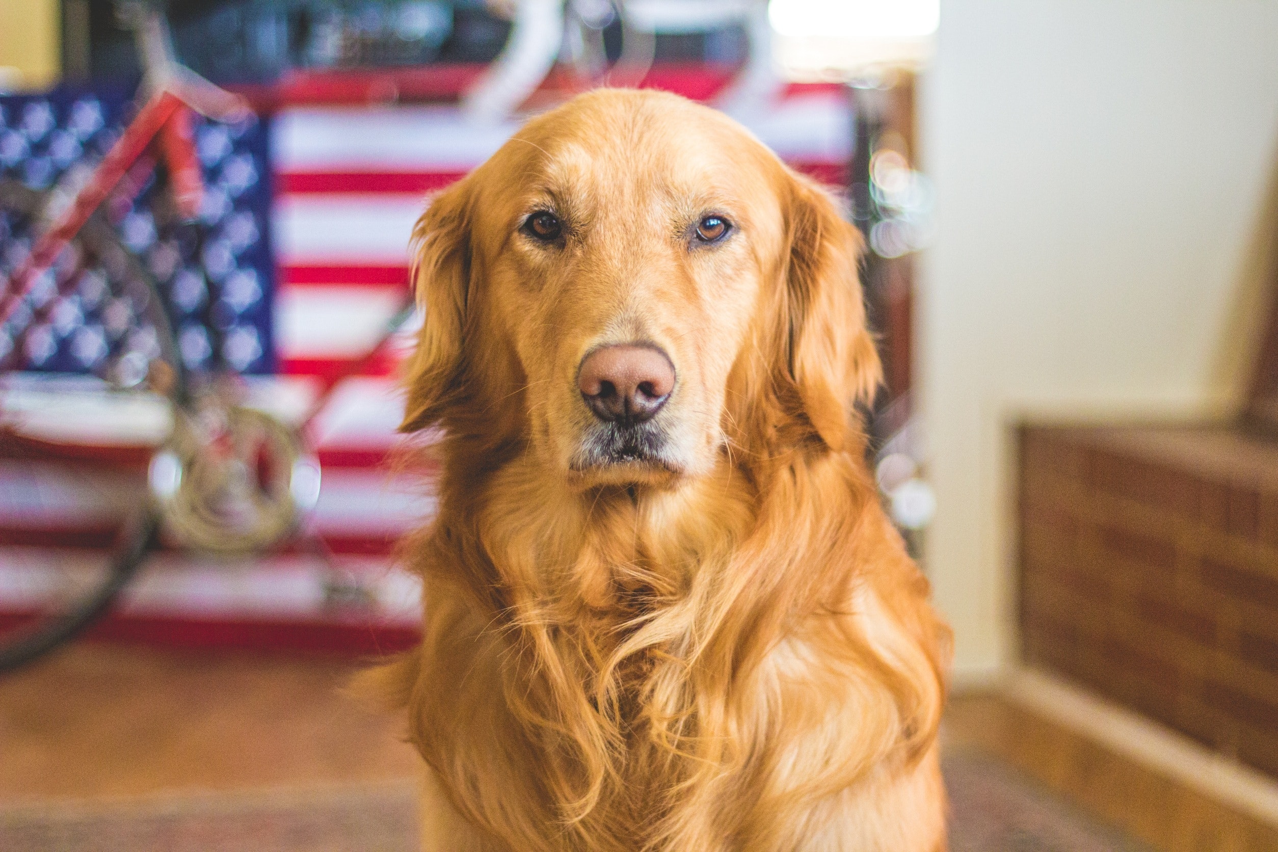 Physical characteristics of the Golden Retriever