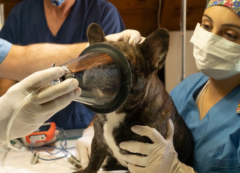 Understanding Dog Leptospirosis Symptoms Causes and Treatment Options