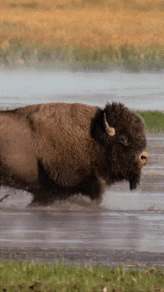 The American Buffalo Exploring the New Documentary from Ken Burns PBS 1