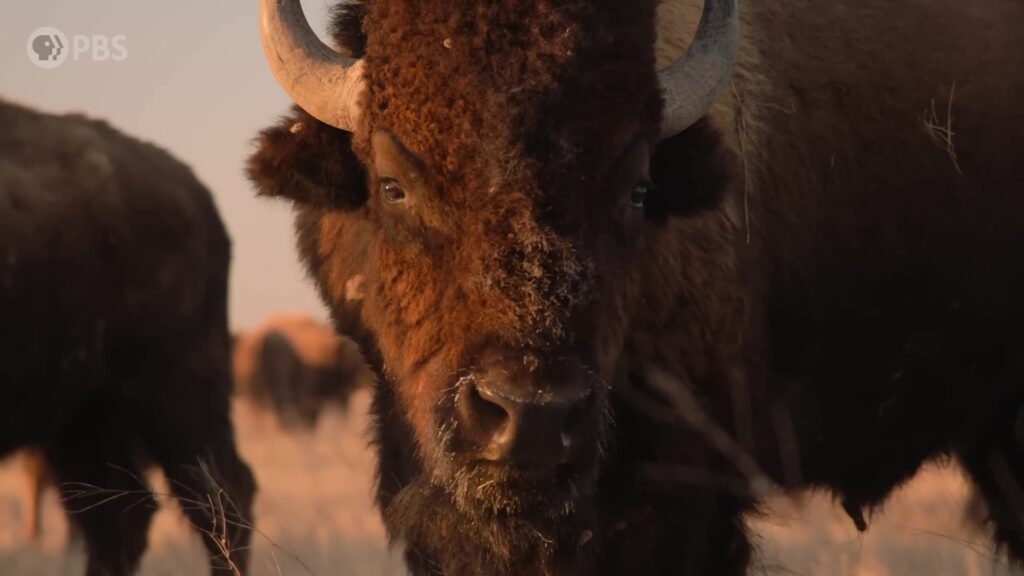 The American Buffalo Exploring the New Documentary from Ken Burns PBS 5