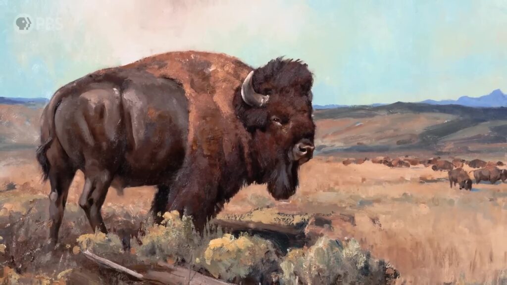 The American Buffalo Exploring the New Documentary from Ken Burns PBS art 10