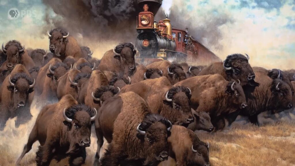 The American Buffalo Exploring the New Documentary from Ken Burns PBS art 2