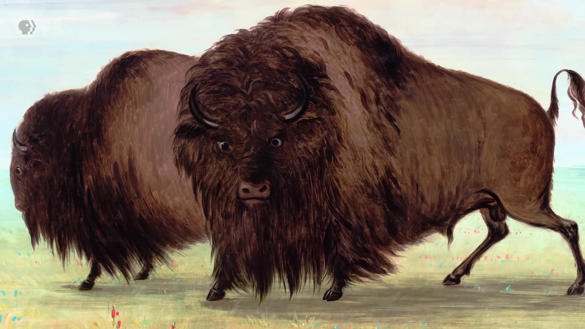 The American Buffalo Exploring the New Documentary from Ken Burns PBS art 8